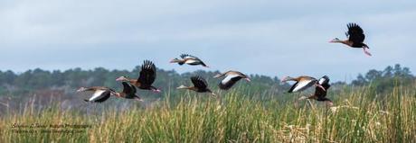 Whistling-Ducks-take-to-the-Air-at-Paynes-Prairie-3200