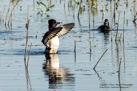 Ring-necked-Duck-at-Paynes-Prairie-3200