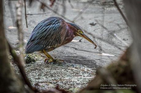 Green-Heron-with-a-Small-Anole-at-Paynes-Prairie-Preserve-3200