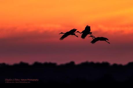 Sandhill-Cranes-Flying-the-Prairie-at-Sunset