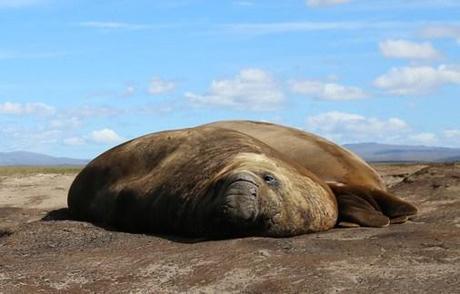 What’s Living Under These Elephant Seals?