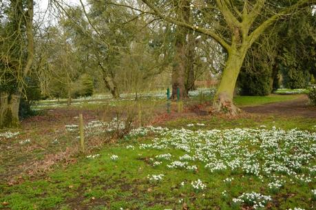 Buckminster snowdrops