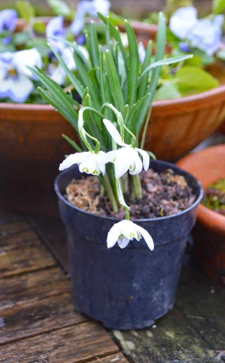 Buckminster snowdrops