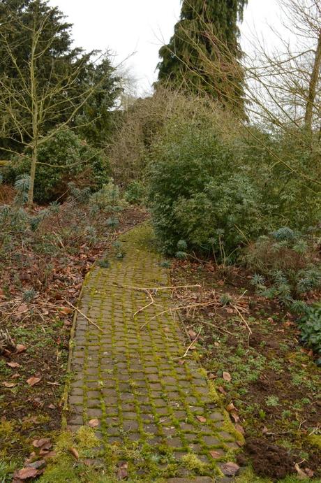 Buckminster snowdrops