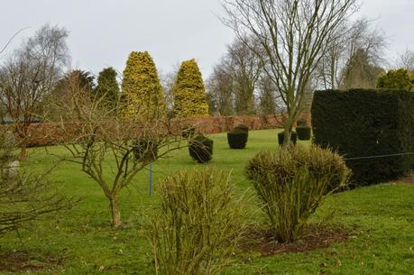 Buckminster snowdrops