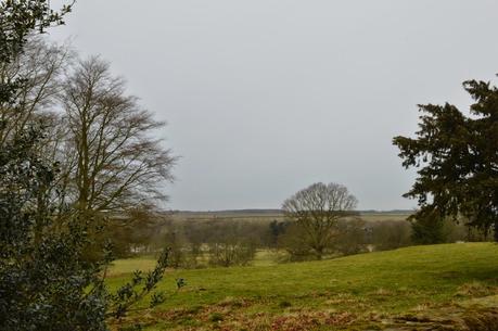 Buckminster snowdrops