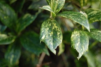 Osmanthus heterophyllus 'Goshiki' Leaf (08/02/15, Kew Gardens, London)