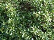 Osmanthus Heterophyllus ‘Goshiki’