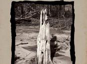 Ripple Desk Featuring, Hidden Cabins Eyeswan Split 10",