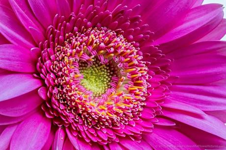 Bright Pink Gerbera Daisy © 2014 Patty Hankins