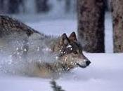 Stop Federal Program from Killing Wildlife