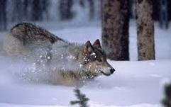 Stop Federal Program from Killing Wildlife