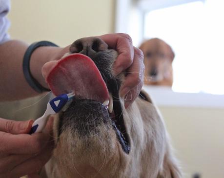 It's Brush Your Teeth Day! #DogDentalHealth