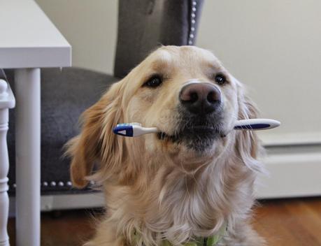 It's Brush Your Teeth Day! #DogDentalHealth