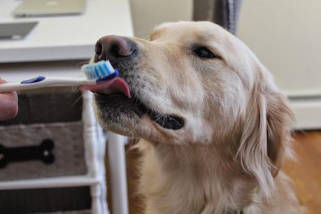 It's Brush Your Teeth Day! #DogDentalHealth