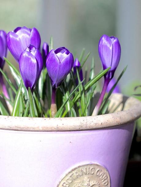 Iris-Crocus-and-Hellebores