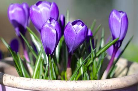 Iris-Crocus-and-Hellebores