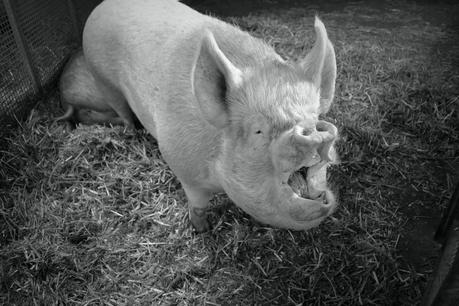 Yawning pig
