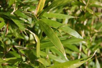 Chimonobambusa marmorea Leaf (08/02/2015, Kew Gardens, London)