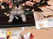 Wednesday Funny: Dogs Destroy Their Homes