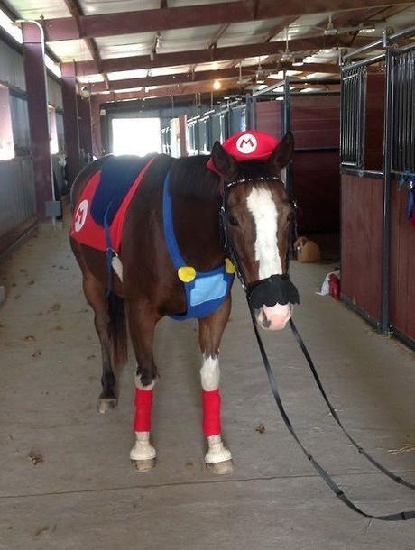 Top 10 Animals Dressed as Super Mario