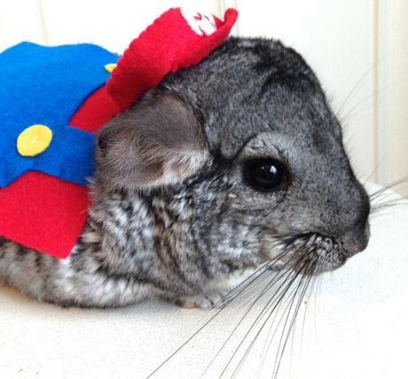 Top 10 Animals Dressed as Super Mario