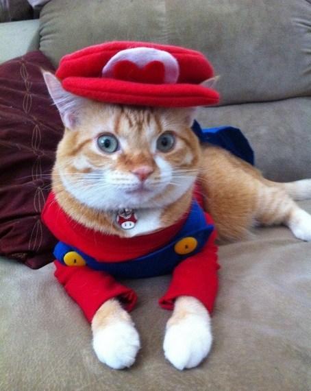 Top 10 Animals Dressed as Super Mario