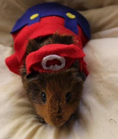 Top 10 Animals Dressed as Super Mario