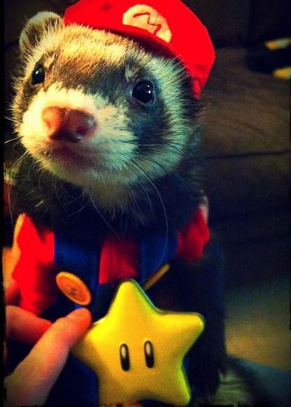 Top 10 Animals Dressed as Super Mario