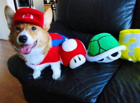 Top 10 Animals Dressed as Super Mario