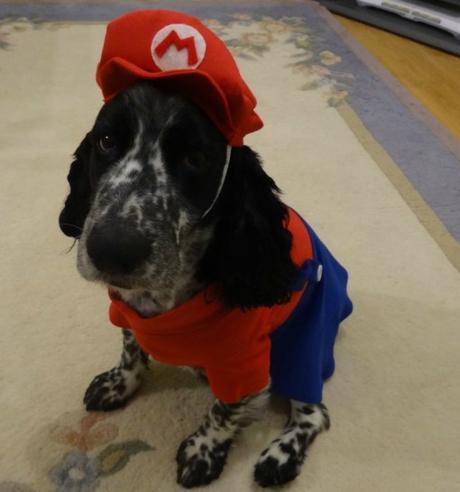 Top 10 Animals Dressed as Super Mario