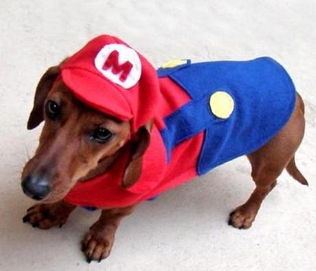 Top 10 Animals Dressed as Super Mario