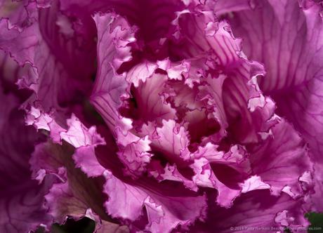 Purple Kale © 2015 Patty Hankins