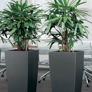 The Benefits of Indoor Plants in Office Spaces