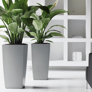 The Benefits of Indoor Plants in Office Spaces