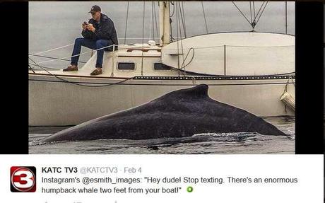 Man fixated on his cell phone doesn't realize a whale is beneath him