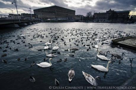 Stockholm swans