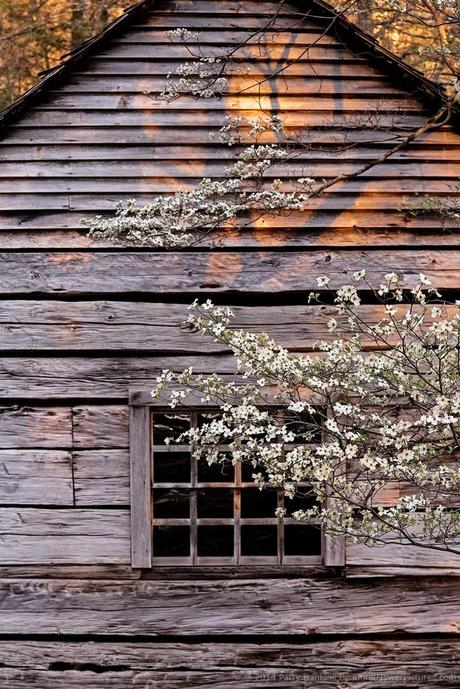 Dogwood at the Ogle Cabin © 2014 Patty Hankins