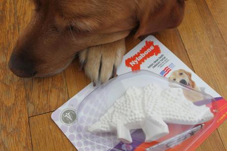 How a Dinosaur Can Help Keep Your Dog's Teeth Clean