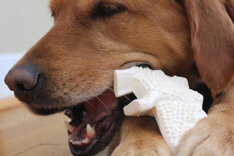 How a Dinosaur Can Help Keep Your Dog's Teeth Clean