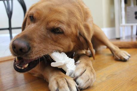 How a Dinosaur Can Help Keep Your Dog's Teeth Clean