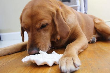 How a Dinosaur Can Help Keep Your Dog's Teeth Clean