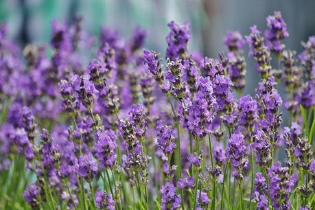 Pretty Lavender looks nice in a garden. I think that is where it will stay for me now. I am no expert, but maybe hubby knew all along? He does not like it and doesn't even want it in the garden. So due to this we have barred lavender. He will say he knew now. 