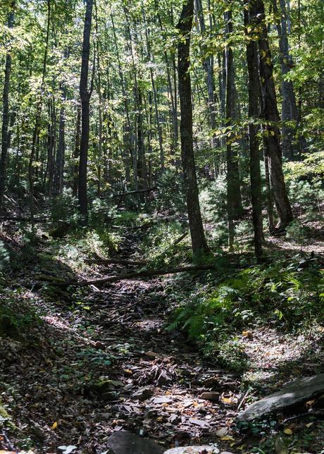 Watoga State Park Hiking Trail