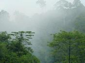 Biodiversity Thresholds Amazonian Deforestation