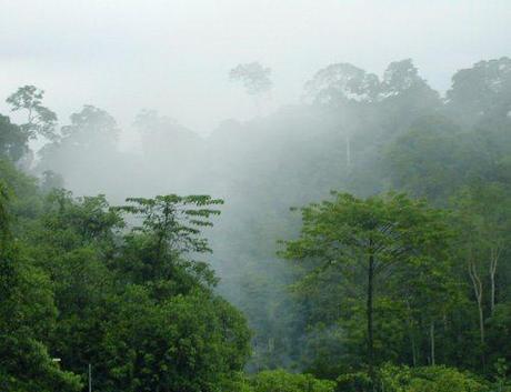 Biodiversity Thresholds for Amazonian Deforestation