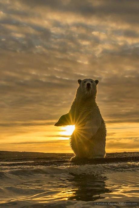 February 27 is International Polar Bear Day