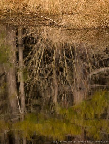Reflections at Chincoteague National Wildlife Refuge © 2015 Patty Hankins