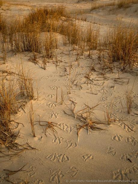Tracks in the Sand, Assateague National Seashore © 2015 Patty Hankins