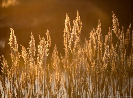 Marsh Grass at Sunrise, Chincoteague National Wildlife Refuge © 2015 Patty Hankins